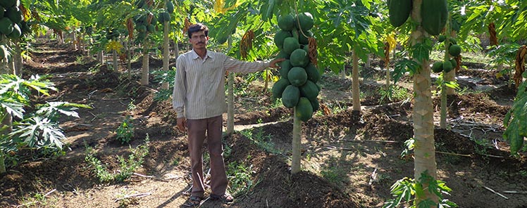 Follow the Papaya